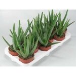 ���� ���� (Aloe Vera) D:10 ��
